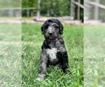 Puppy Morpheus Bernedoodle