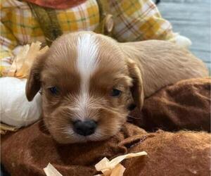 Cavalier King Charles Spaniel Puppy for sale in HICKORY, NC, USA