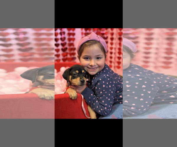Medium Photo #4 Rottweiler-Unknown Mix Puppy For Sale in NYC, NY, USA