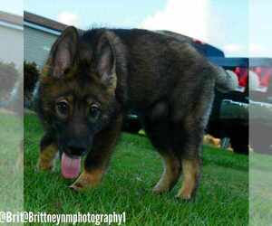German Shepherd Dog-Siberian Husky Mix Puppy for Sale in MULBERRY, Florida USA