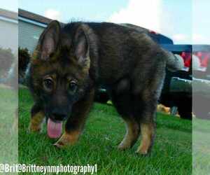 Medium German Shepherd Dog-Siberian Husky Mix