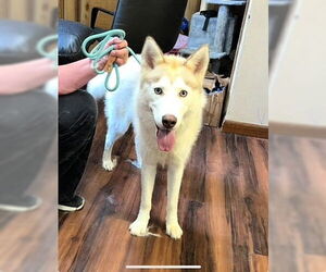 Siberian Husky Dogs for adoption in Mt. Laurel, NJ, USA