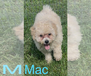 Maltese-Poodle (Toy) Mix Puppy for sale in AZLE, TX, USA