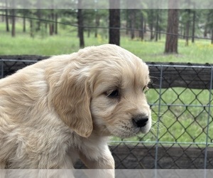 Golden Retriever Puppy for sale in SCOTTSDALE, AZ, USA