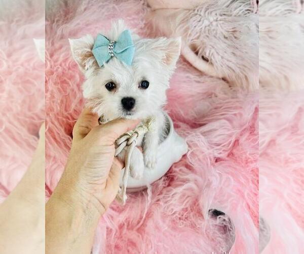 Medium Photo #22 Maltese Puppy For Sale in JACKSONVILLE, FL, USA