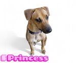 Small #6 Whippet Mix