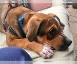 Small #5 American Staffordshire Terrier Mix