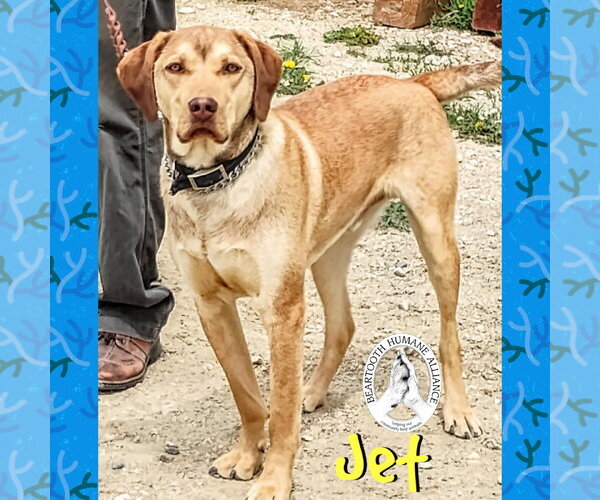 Medium Photo #1 Chesapeake Bay Retriever-Vizsla Mix Puppy For Sale in Red Lodge, MT, USA