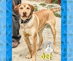 Small Chesapeake Bay Retriever-Vizsla Mix