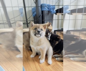 Shiba Inu Puppy for sale in LOS ANGELES, CA, USA