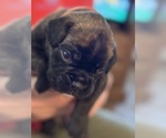 Small #2 Boxer