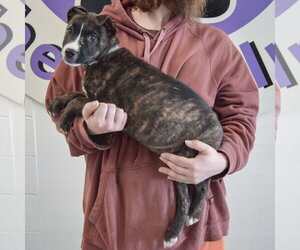 Damon - Male Boxer-Bull Terrier Mix Dog for Adoption - Photo #9