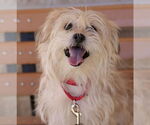 Small Photo #10 Mutt Puppy For Sale in Philadelphia, PA, USA