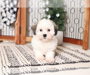 Zuchon Puppy for sale in NAPLES, FL, USA