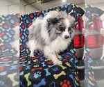 Small Photo #1 Shiranian Puppy For Sale in GREENWOOD, WI, USA