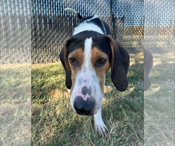 Medium Photo #5 Mutt Puppy For Sale in Evansville, IN, USA