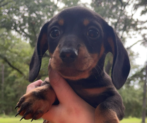 Dachshund Puppy for sale in HOUSTON, MO, USA