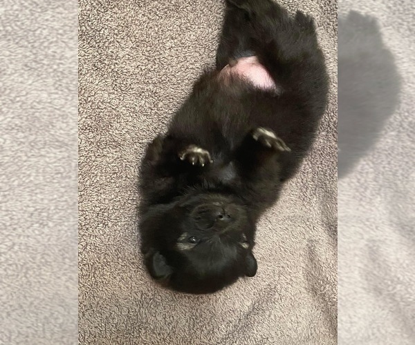 Medium Photo #4 Pomeranian Puppy For Sale in ODON, IN, USA