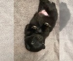 Small Photo #4 Pomeranian Puppy For Sale in ODON, IN, USA