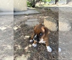 Small Photo #28 Boxer Puppy For Sale in ESPANOLA, NM, USA