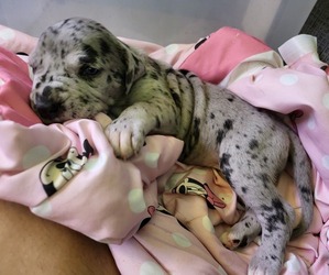 Great Dane Puppy for sale in ROMOLAND, CA, USA