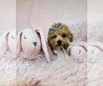 Small #5 Goldendoodle