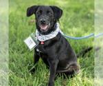 Small #11 Labrador Retriever Mix