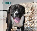 Small #3 American Staffordshire Terrier-Bulldog Mix