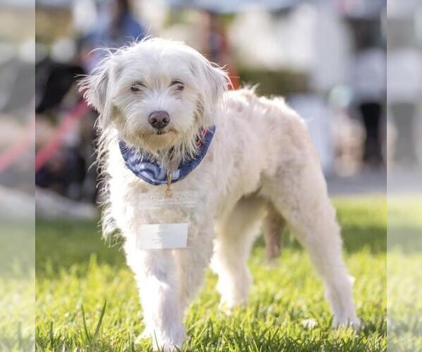 Medium Photo #16 Cockapoo (Miniature) Puppy For Sale in San Diego, CA, USA