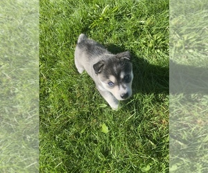 Alaskan Klee Kai Puppy for sale in SAUGERTIES, NY, USA