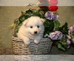 Puppy Puffball American Eskimo Dog
