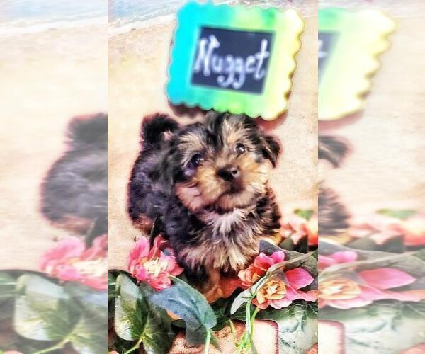Medium Photo #9 Yorkshire Terrier Puppy For Sale in AKRON, OH, USA