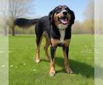 Small #1 Collie Mix
