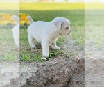 Small Photo #6 French Bulldog-Maltese Mix Puppy For Sale in BAKERSFIELD, CA, USA