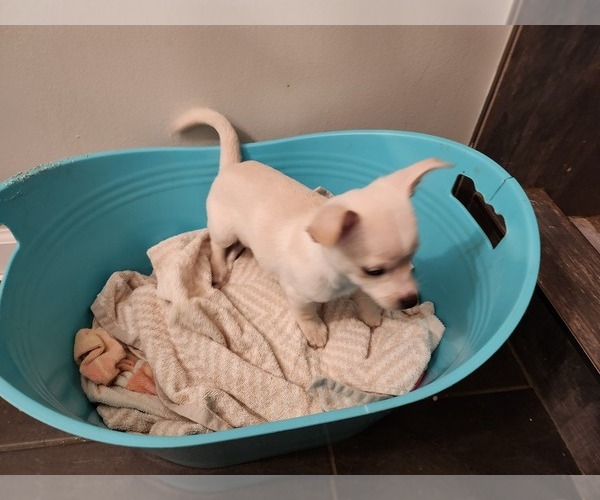 Medium Photo #12 Chihuahua Puppy For Sale in MARIETTA, GA, USA