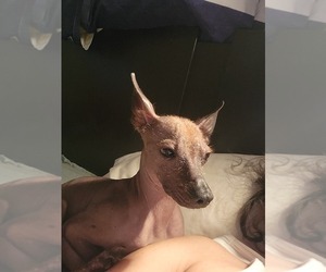 Father of the Xoloitzcuintli (Mexican Hairless) puppies born on 03/02/2025