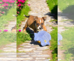 Small #11 Basenji-Rat Terrier Mix