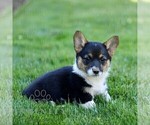 Small #3 Pembroke Welsh Corgi