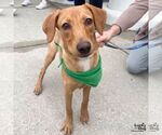 Small #4 Labrador Retriever-Retriever  Mix