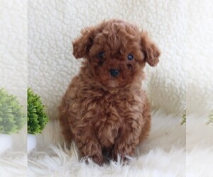 Poodle (Miniature) Puppy for sale in FREDERICKSBURG, OH, USA