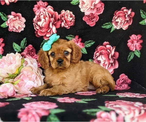 Medium Photo #4 Cavalier King Charles Spaniel Puppy For Sale in QUARRYVILLE, PA, USA