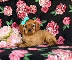 Small #3 Cavalier King Charles Spaniel