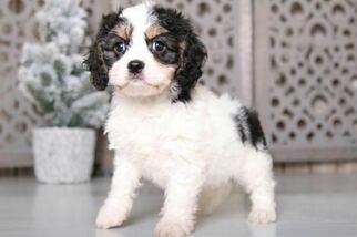Cavachon Puppy for sale in MOUNT VERNON, OH, USA