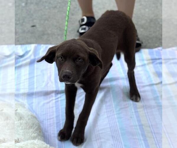 Medium Photo #2 Chocolate Labrador retriever-Unknown Mix Puppy For Sale in Yardley, PA, USA
