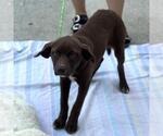 Small #1 Chocolate Labrador retriever Mix