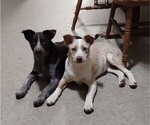 Small #7 Texas Heeler