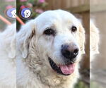 Small #5 Great Pyrenees