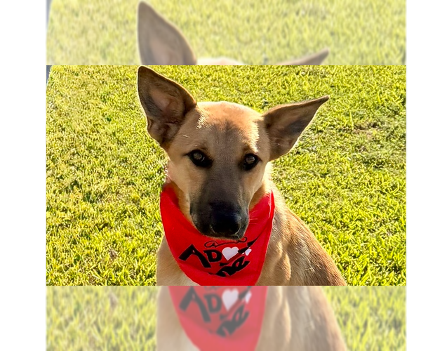 Medium Photo #15 German Shepherd Dog-Unknown Mix Puppy For Sale in San Leon, TX, USA