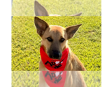 Small #14 German Shepherd Dog Mix