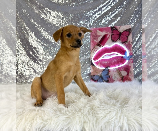 Medium Photo #5 Rat-Cha Puppy For Sale in INDIANAPOLIS, IN, USA